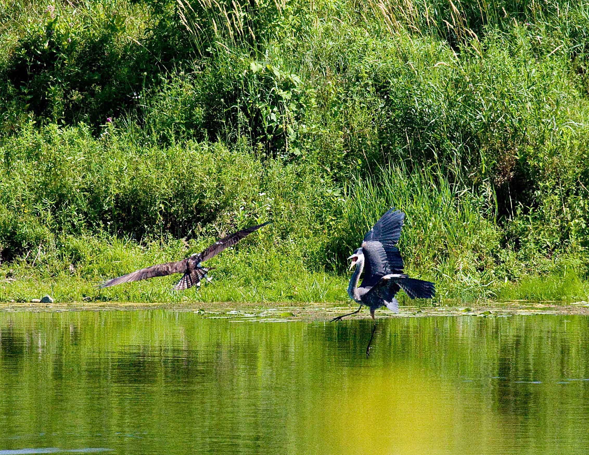 cropped IMG_0799.jpg