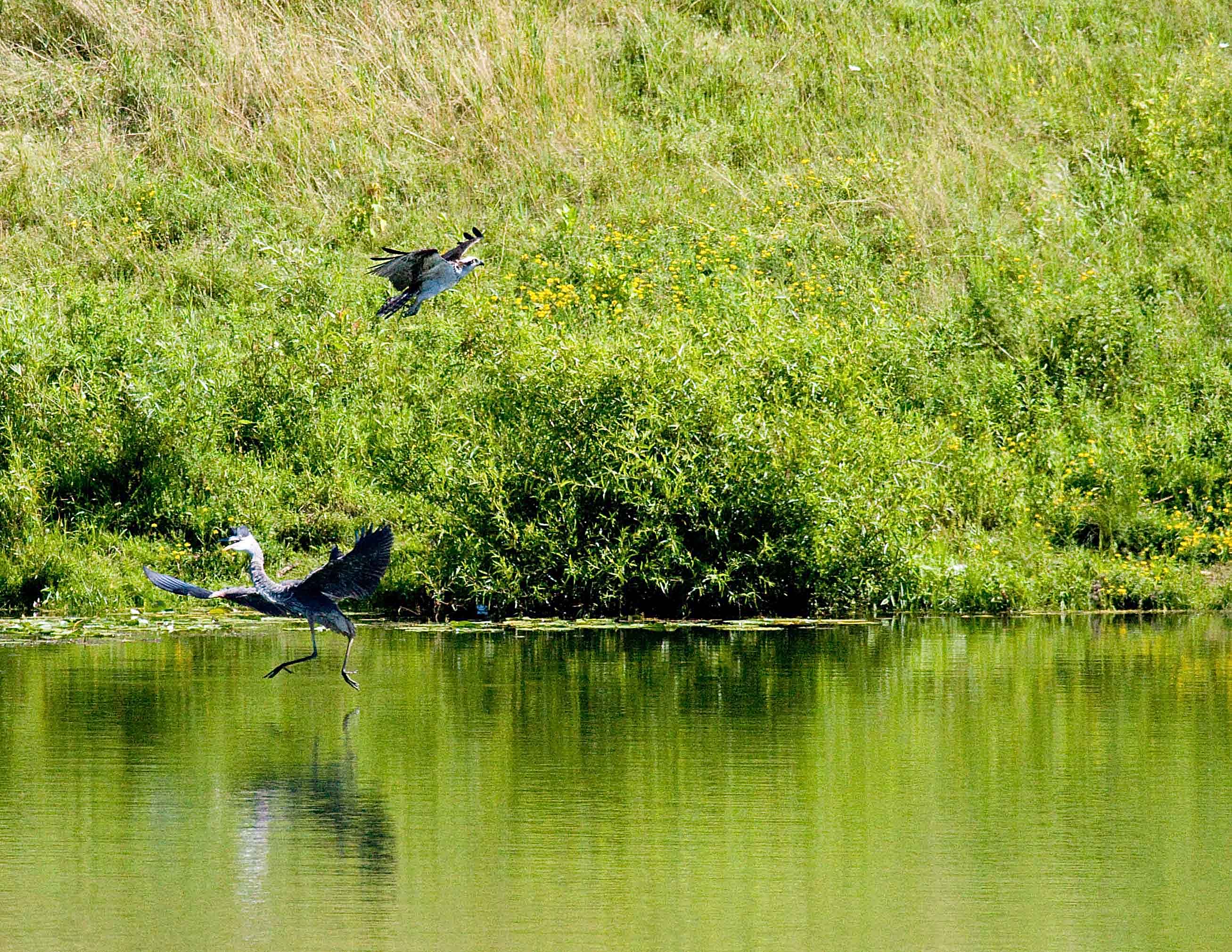 cropped IMG_0809.jpg