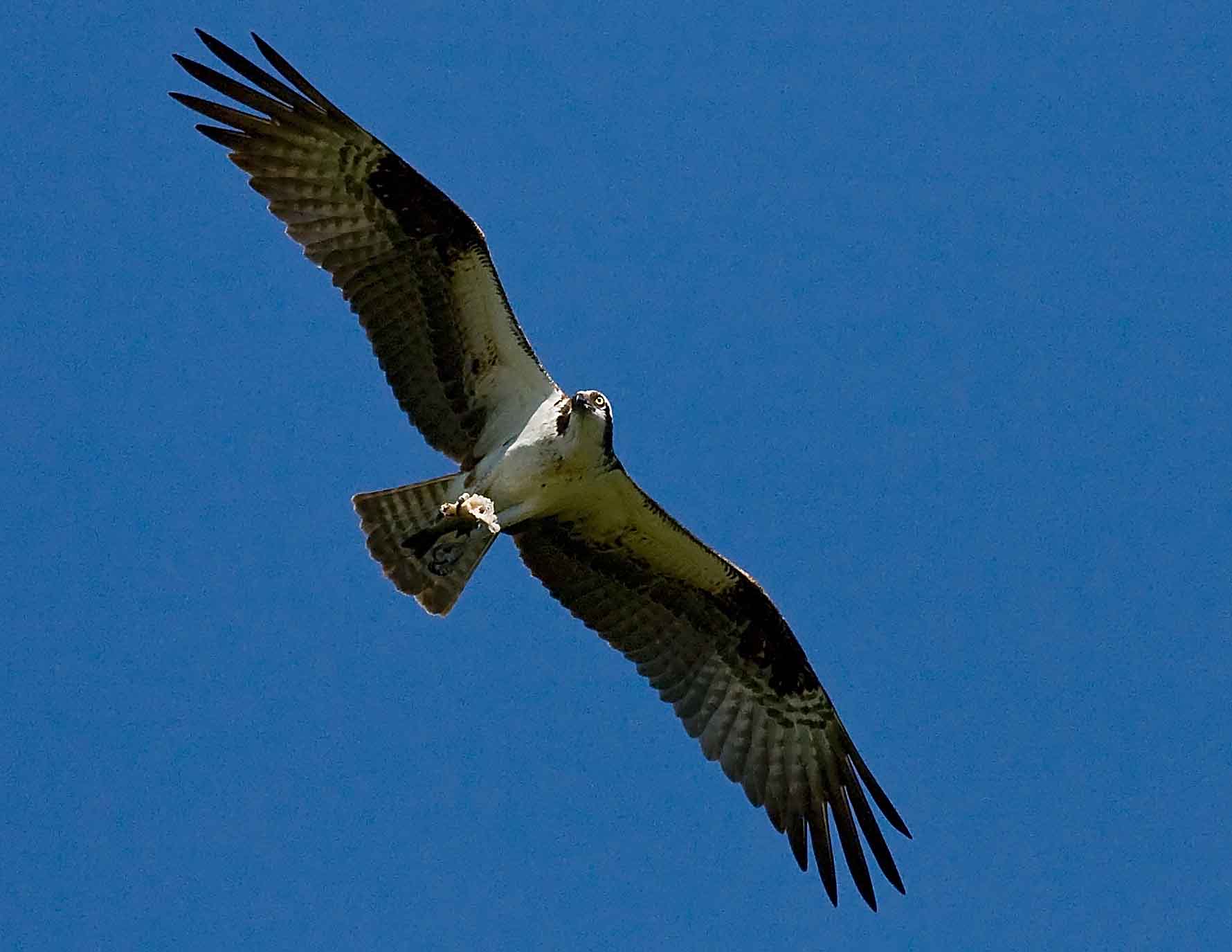 IMG_1122 cropped.jpg