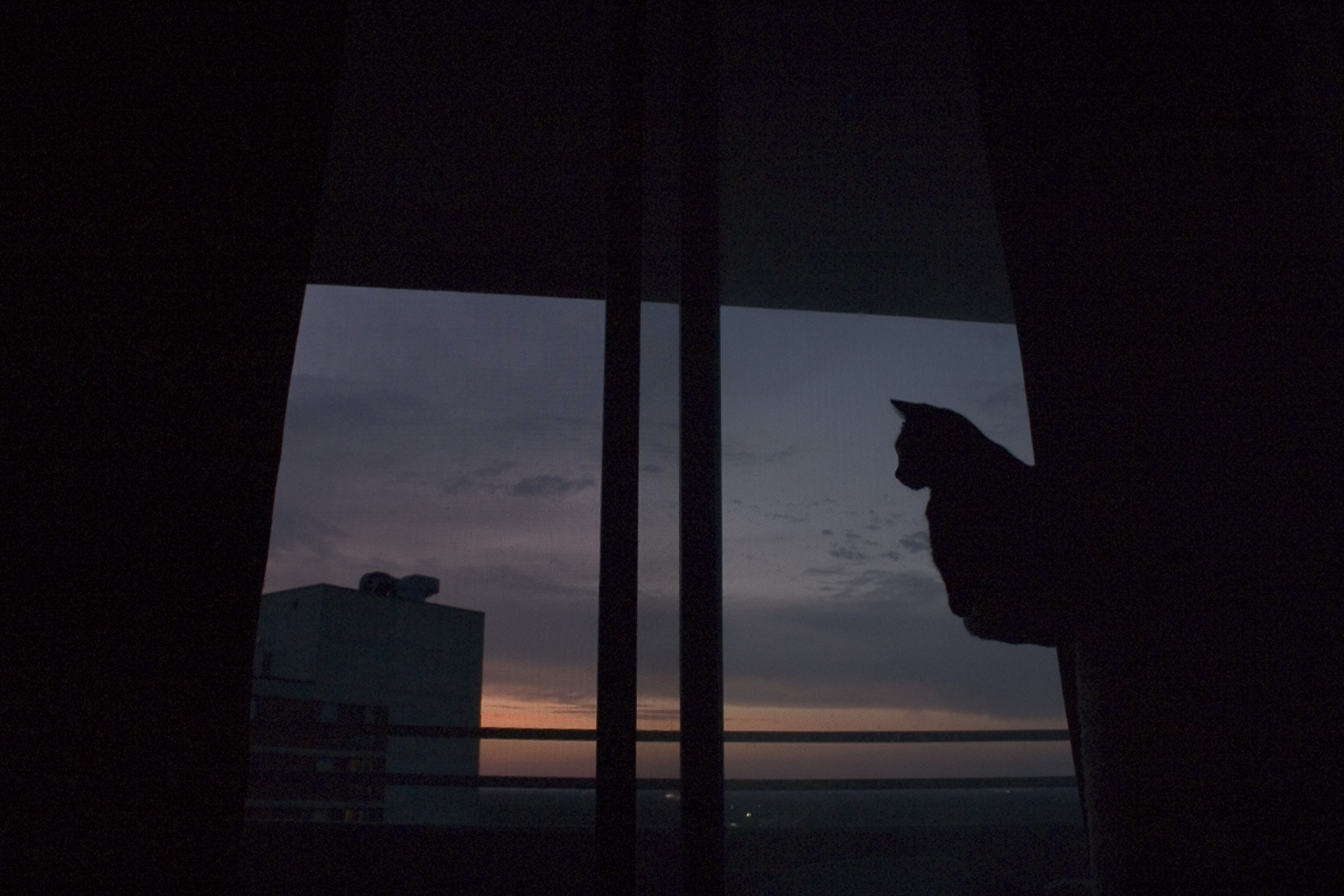 Lone cat.tif