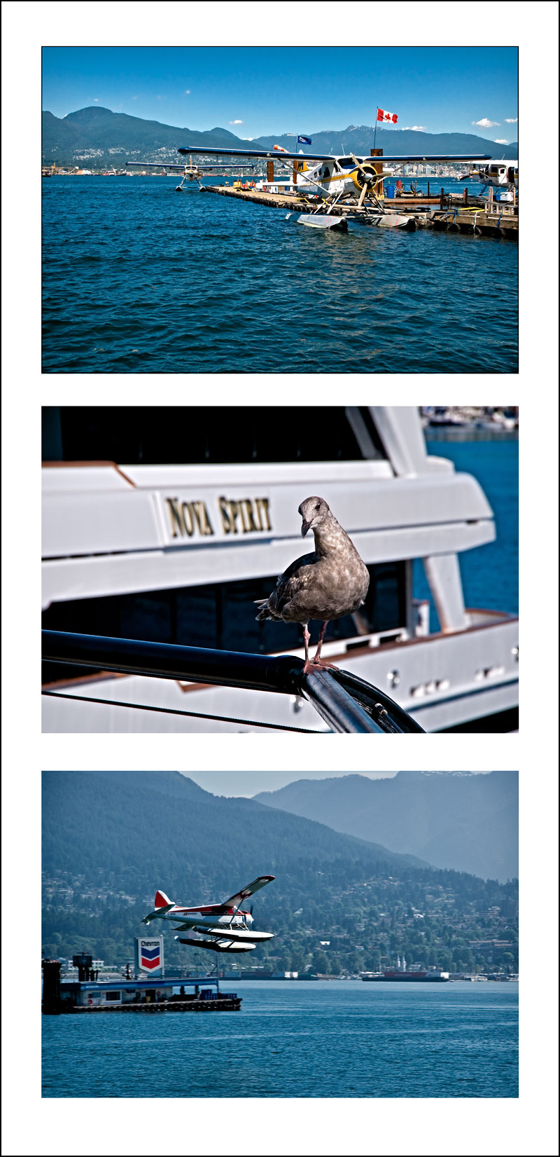 Coastal Birds