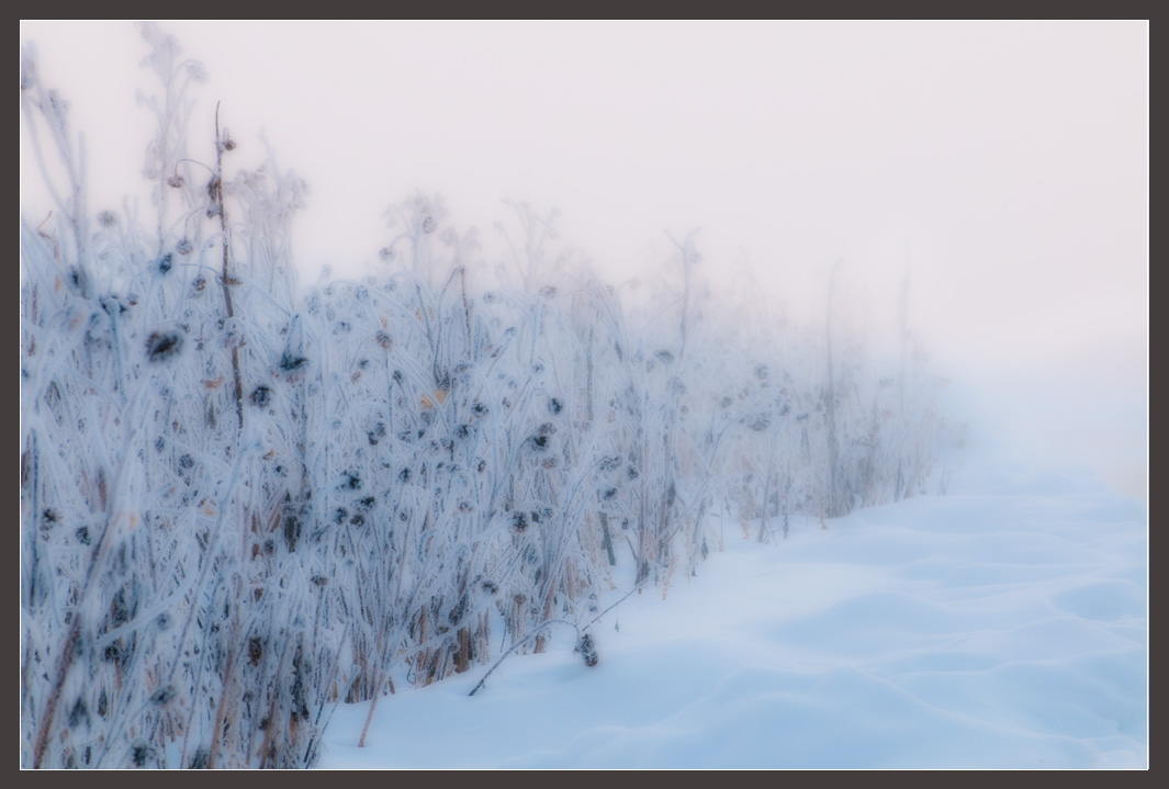 Sunflowers In The Mist