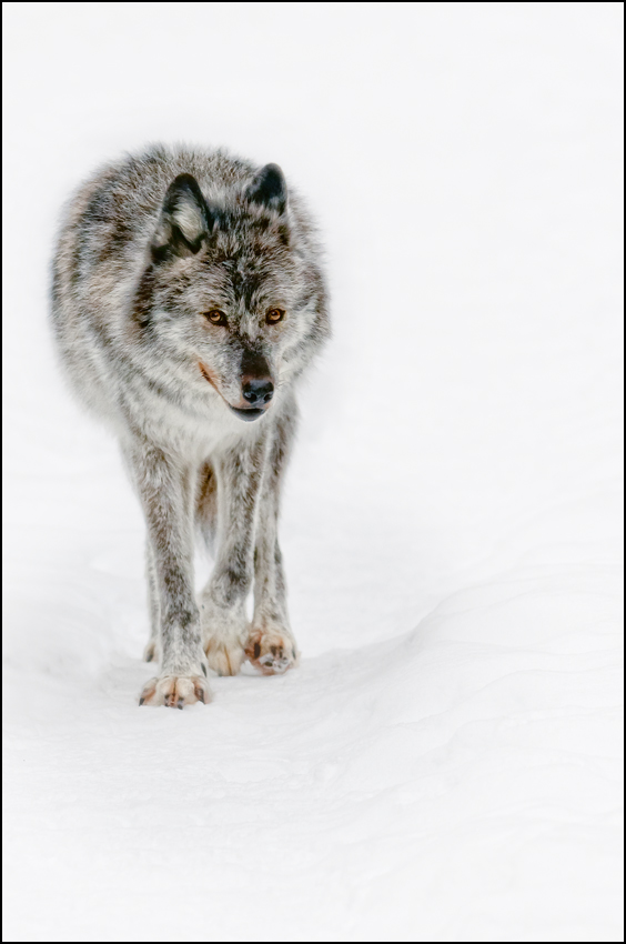 On The Prowl