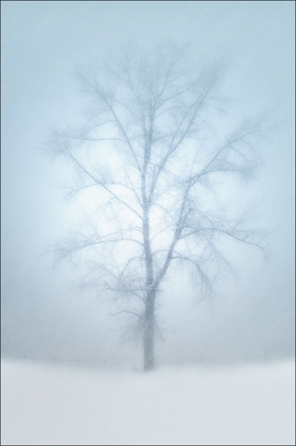 Wishing for Spring