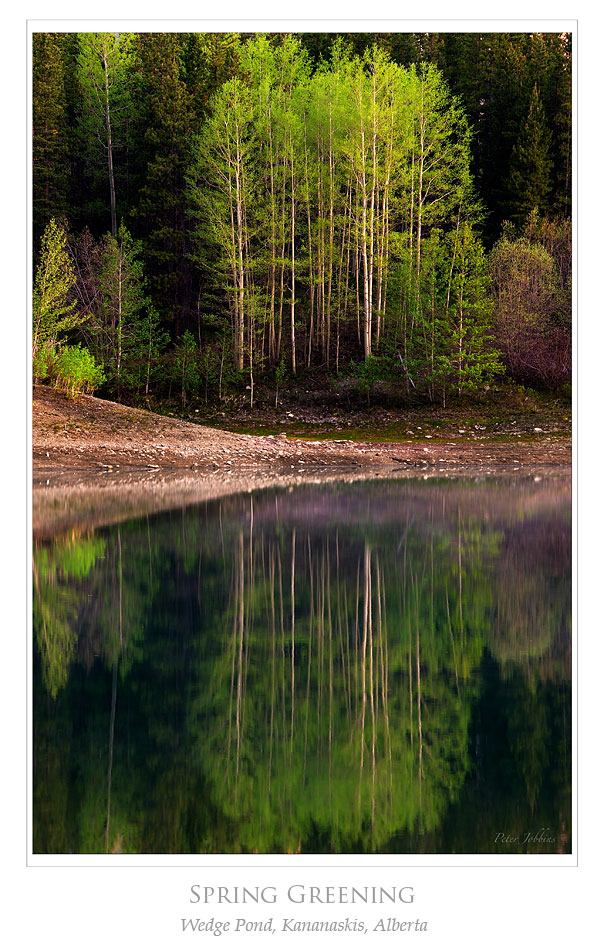 Springs Fresh Leaves