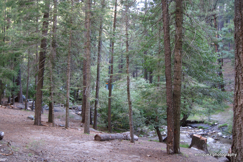 ON MT. LEMMON