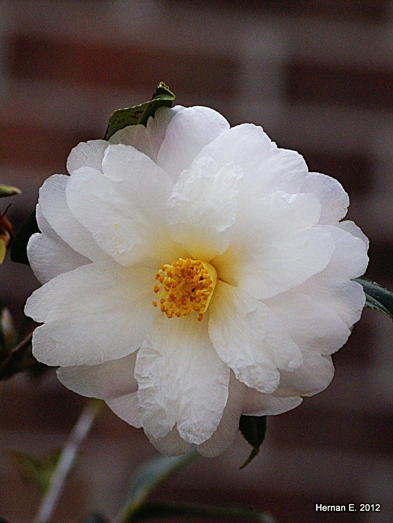 WINTER CAMELIA