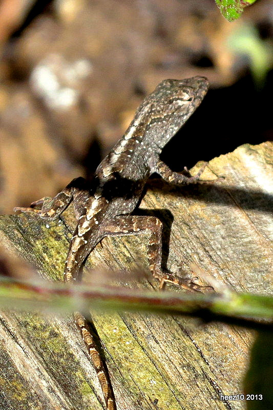 BROWN ANOLE