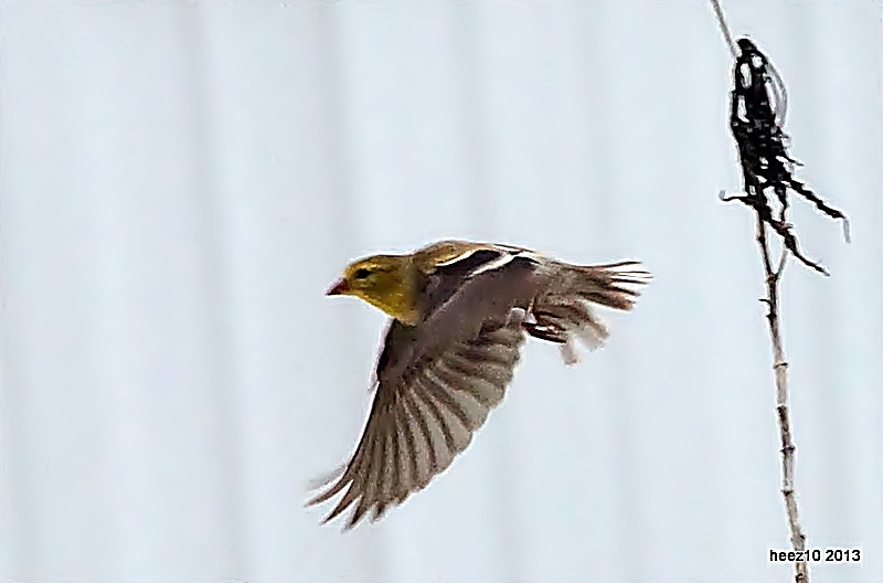 FEMALE AMERICAN GOLDFINCH