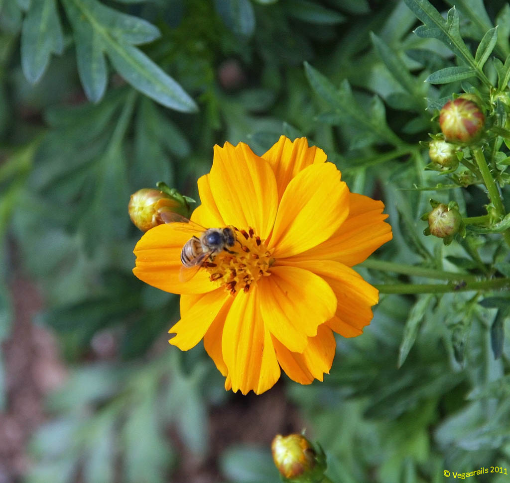 Flower and bee