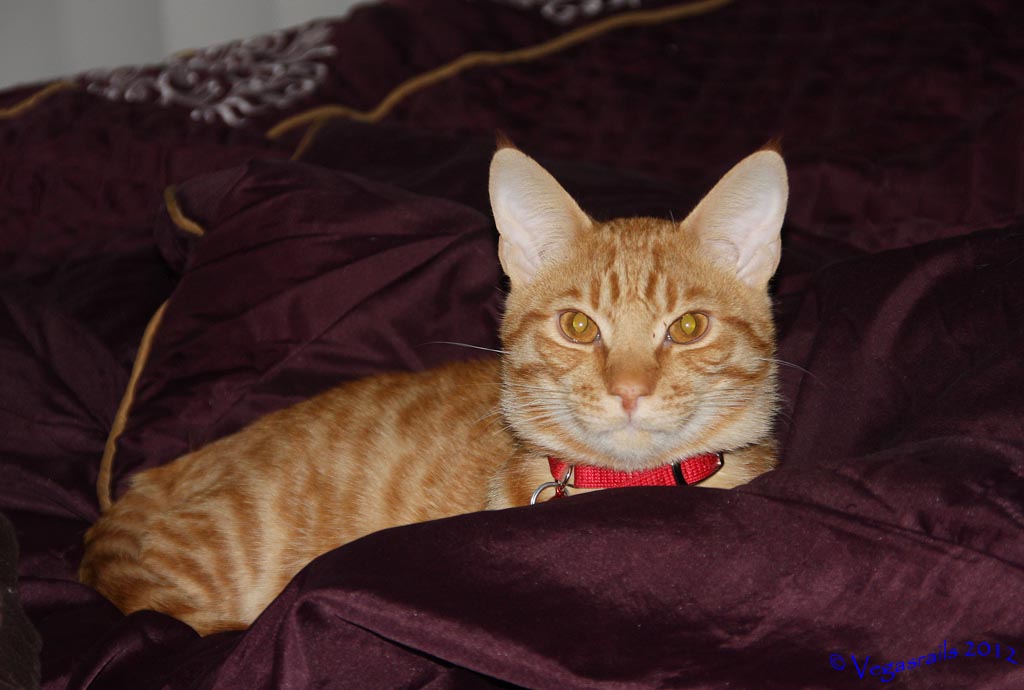 Tigger
