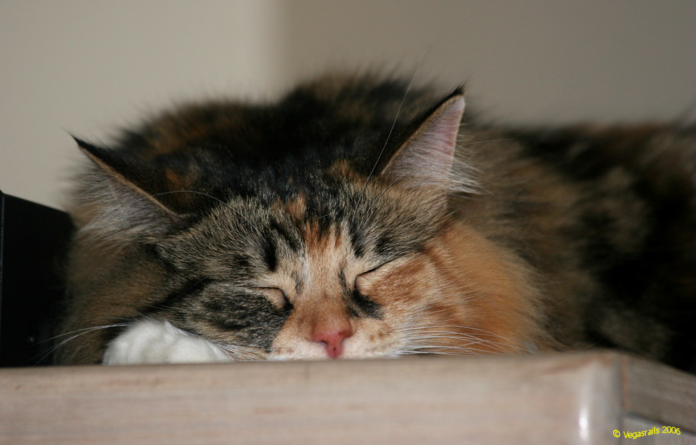 Snoozin.