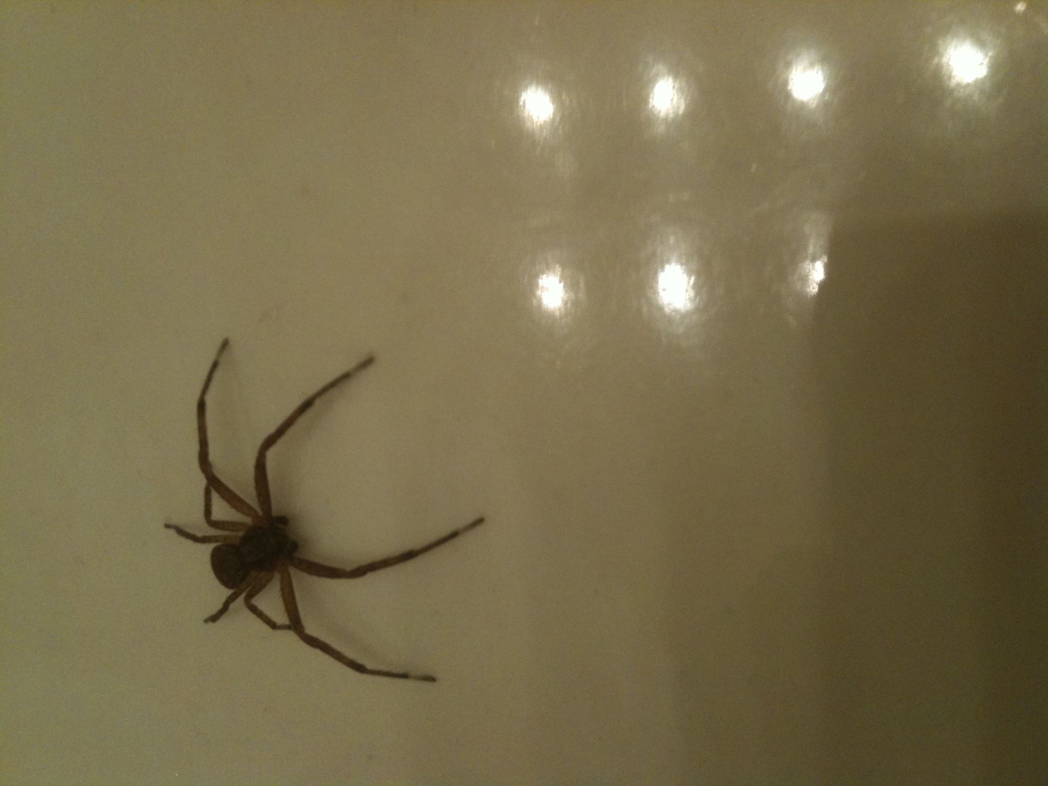 Some spider that was crawling on my flat screen