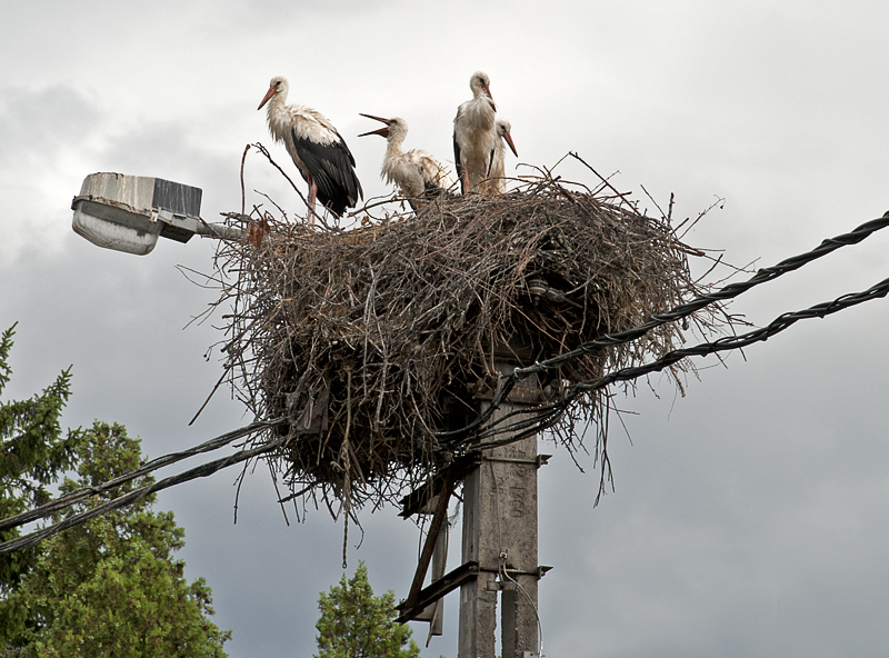 Stork family, road to Budapest (HUNGARY)