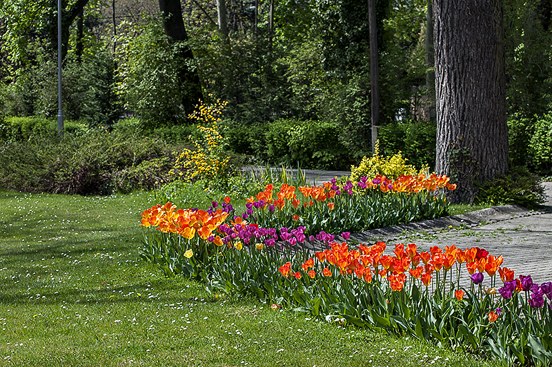 Colorful display in the garden