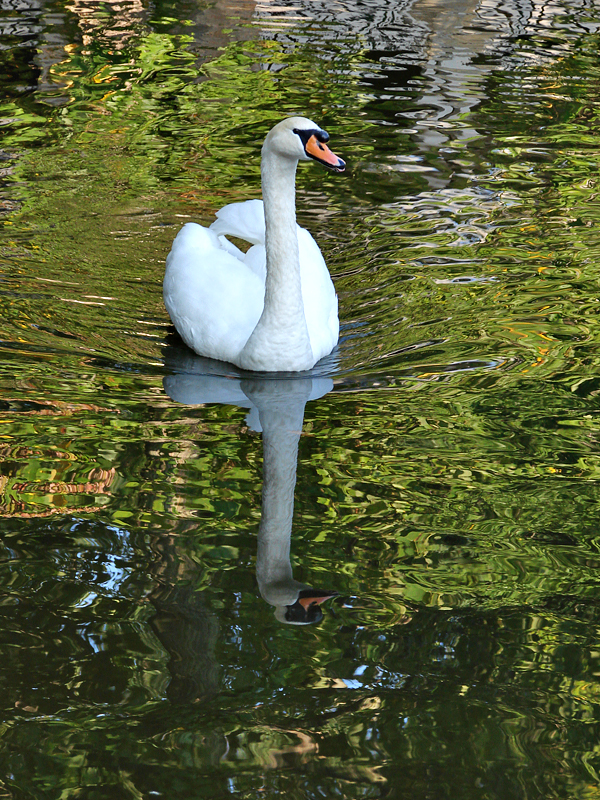 Lake Susan resident