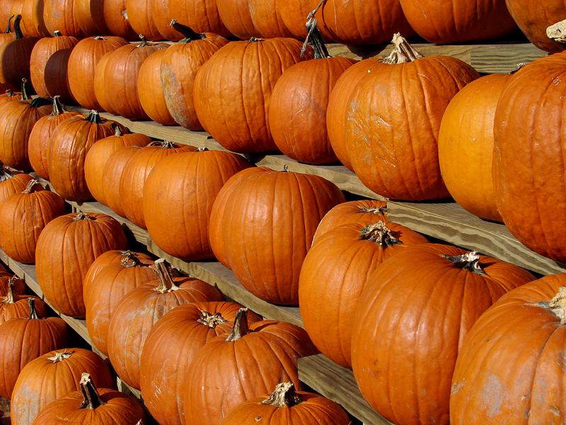 Halloweens on the way (Arlington, VA)