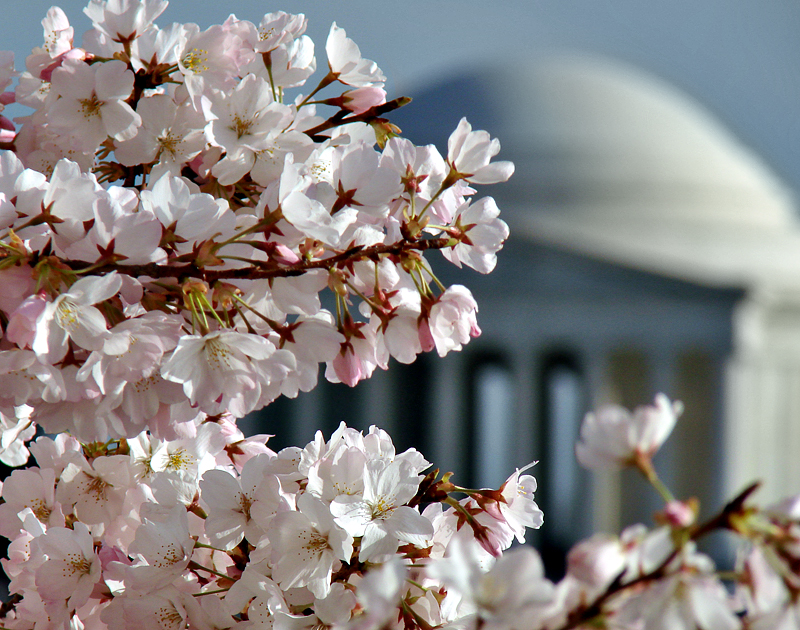 Cherry blossoms, Jefferson Memorial