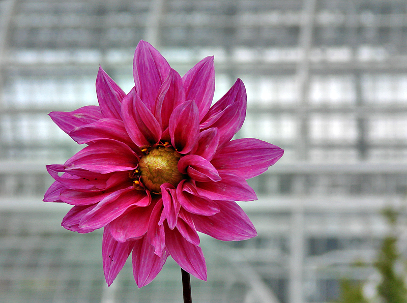 Color at the US Botanic Garden