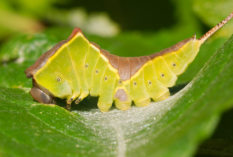 Puss Moth caterpillar