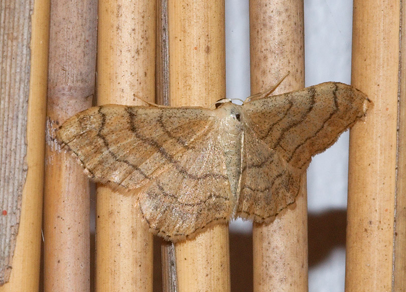 Riband Wave