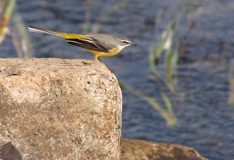 Grey Wagtail