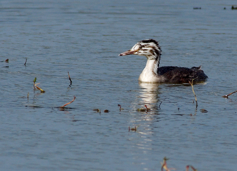 Great Crested Grebe