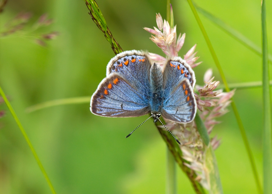 Common Blue