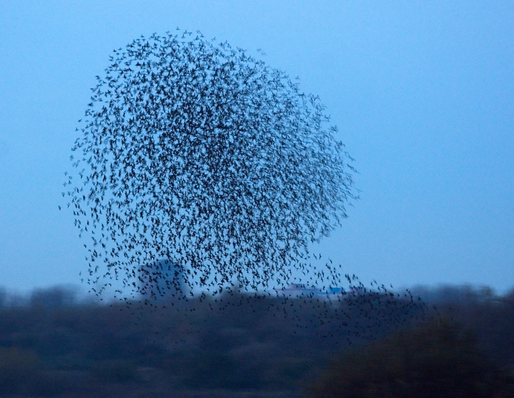 Starling roost