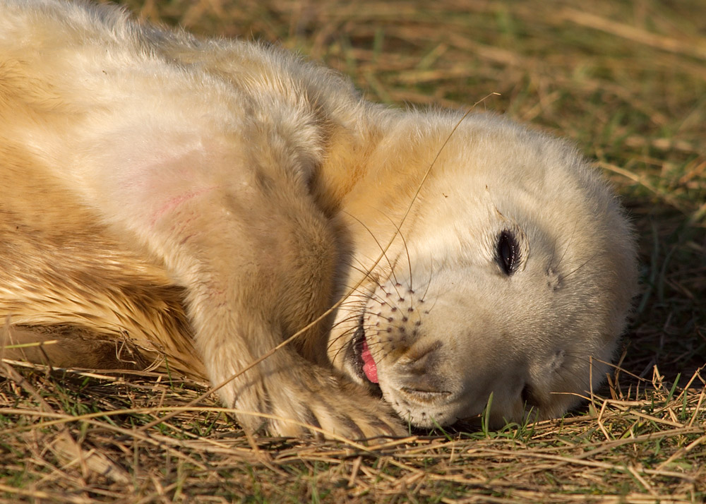 Atlantic Grey Seal