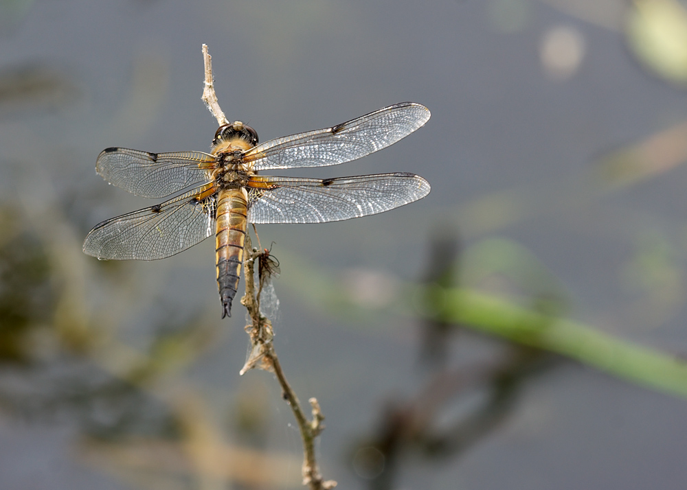 Four-spotted Chaser