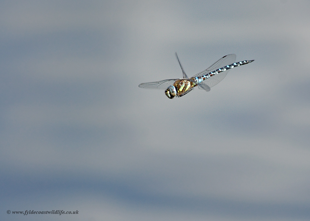 Migrant Hawker