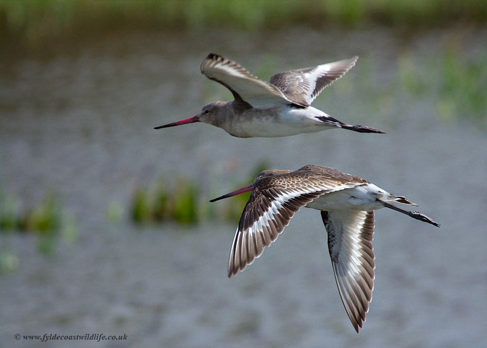 Black-tailed Godwit