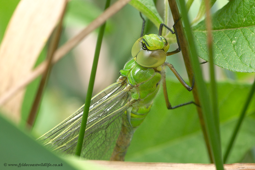 newly emerged Emperor Dragonfly