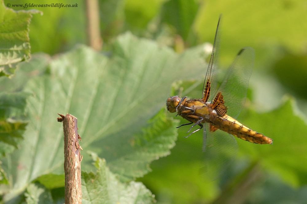 female Broad-bodied Chaser