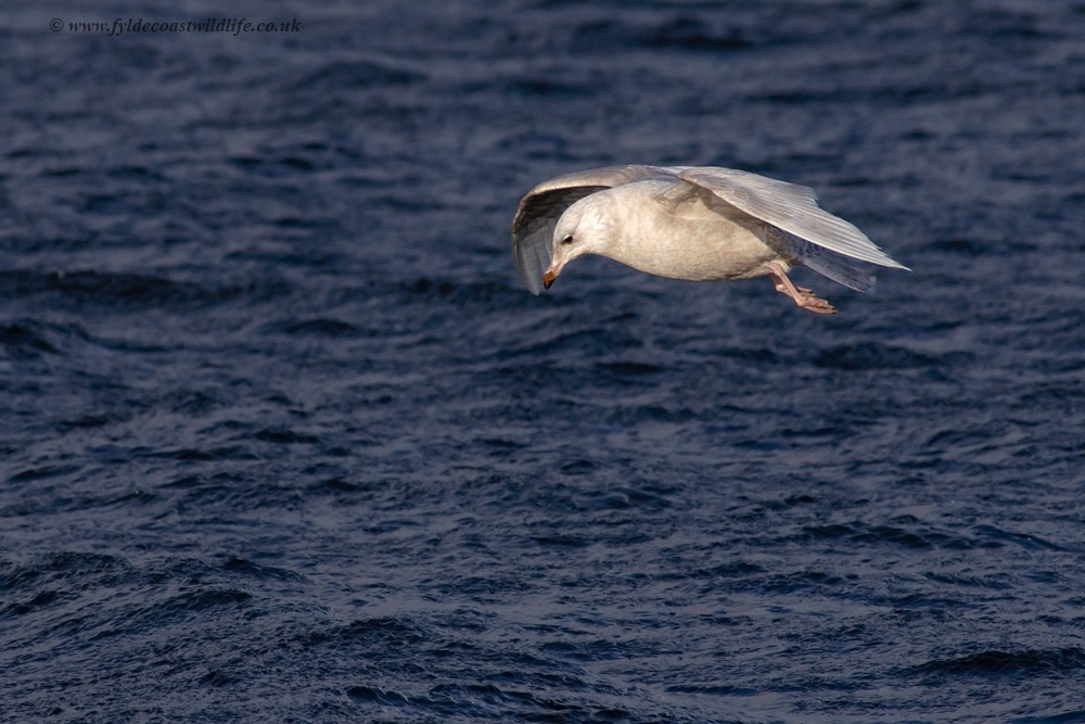 Iceland Gull