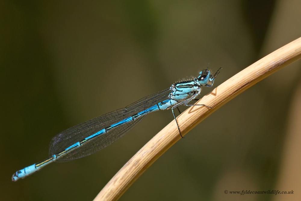 Azure Damselfly