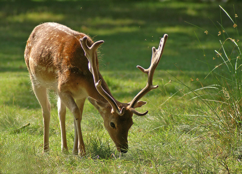 Fallow Deer