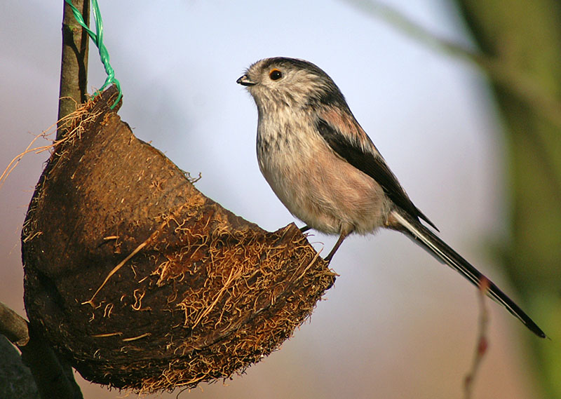 Long-tailed Tit