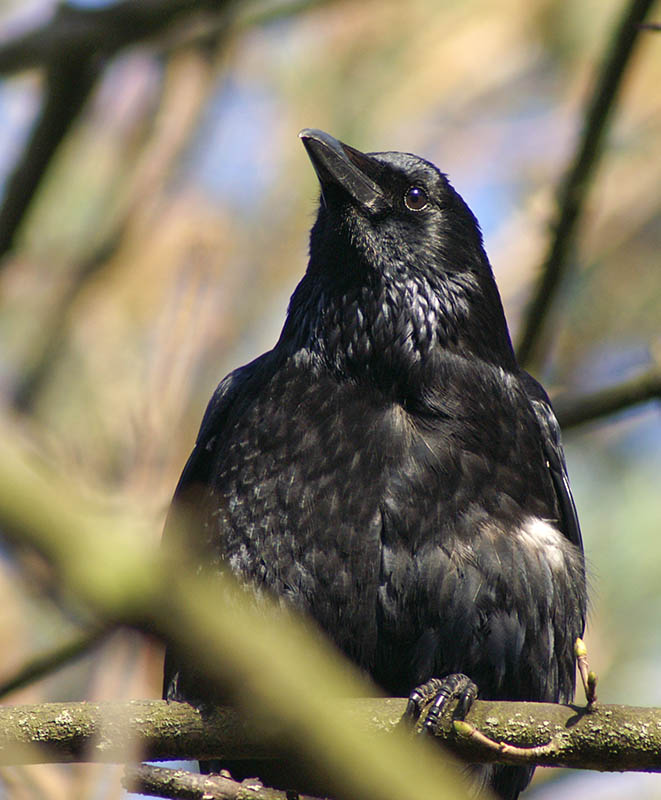 Carrion Crow