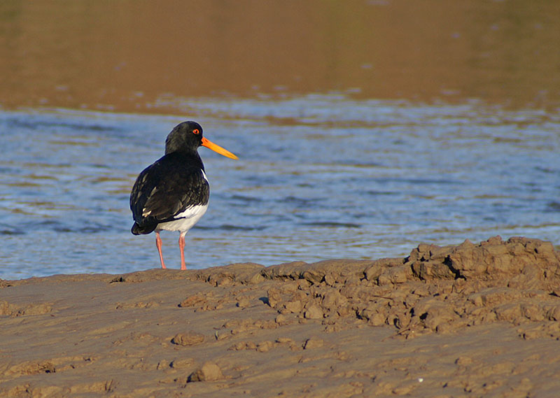 Oystercatcher