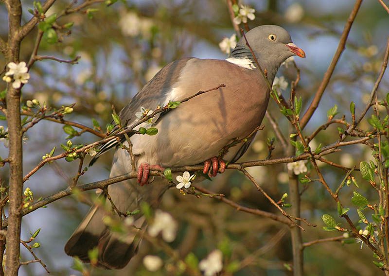 Woodpigeon