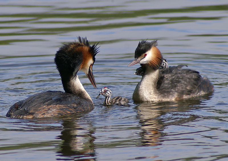 Great Crested Grebes with young