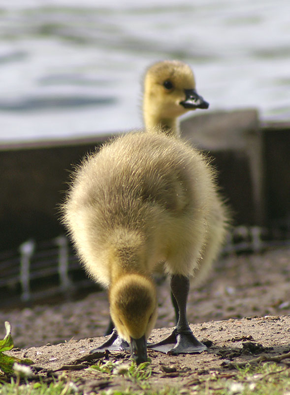 Canada Goose Gosling