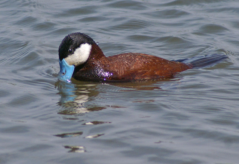 Ruddy Duck