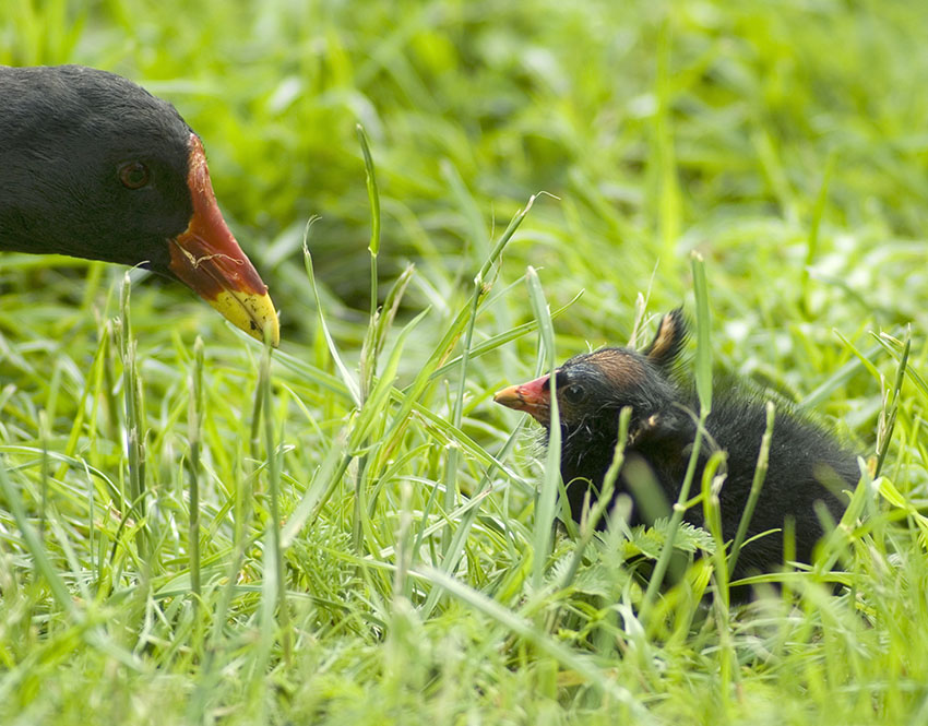 Moorhen with young