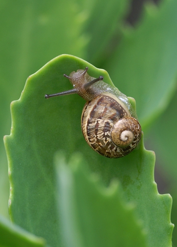 Common Garden Snail