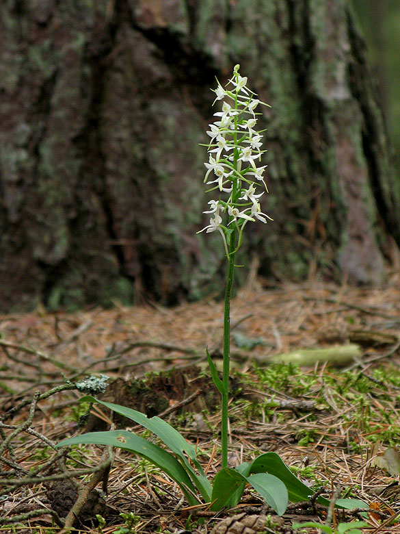 Skogsnattviol - Platanthera bifolia, ssp latifolia jpg