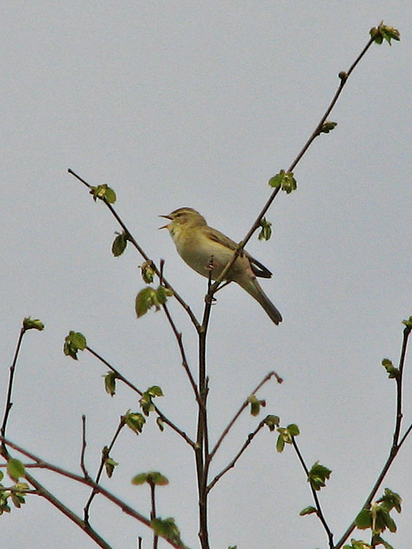  Willow Warbler - Lvsngare.jpg
