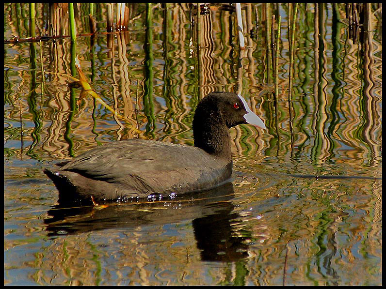 Eurasian Coot - Fulica atra - Sothna.jpg